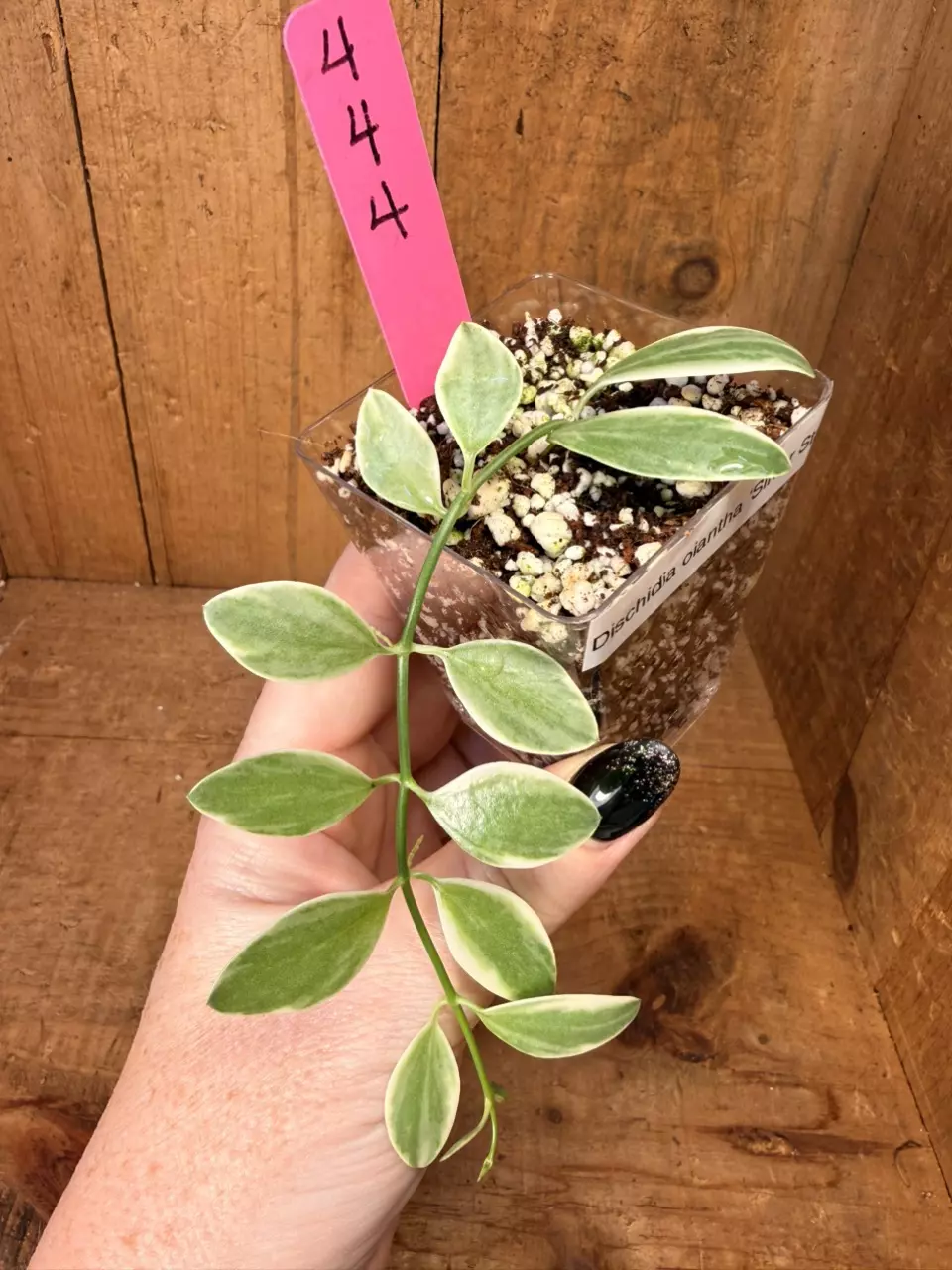 444 Dischidia oiantha ‘Silver Star’ thumbnail