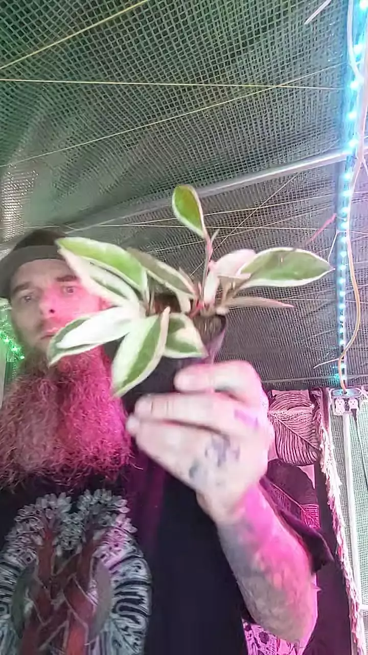 748 Hoya Krimson Queen thumbnail