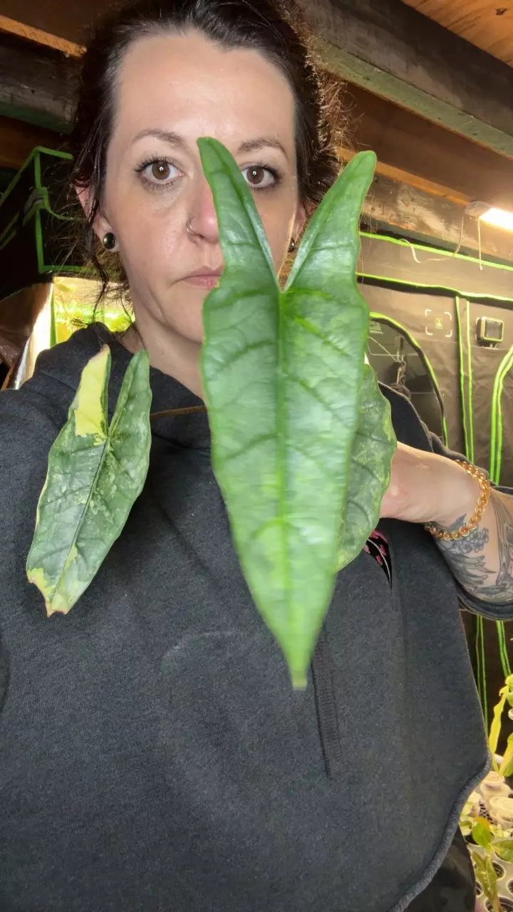 Metallic Blue Aurea CORM thumbnail