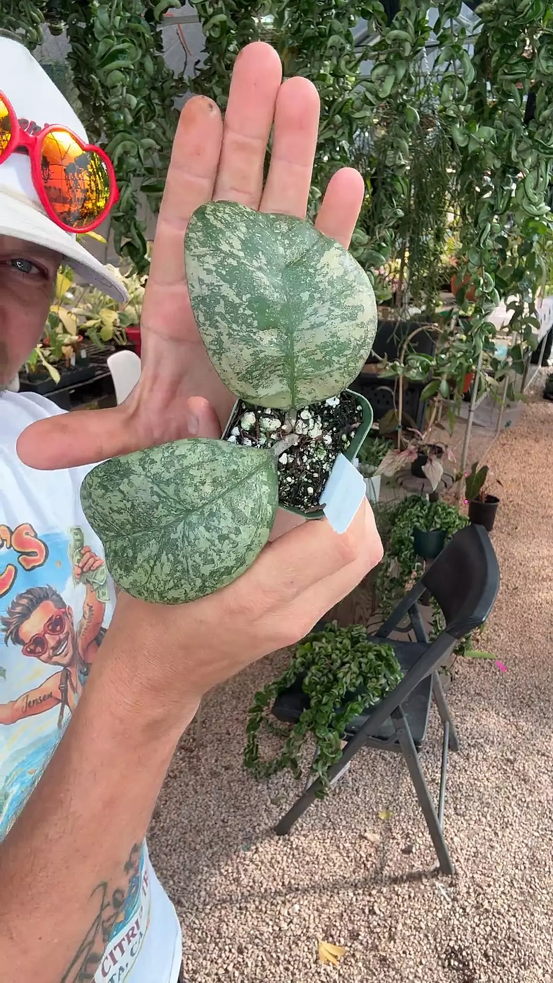 967: Hoya Morning Dew Deykeae thumbnail