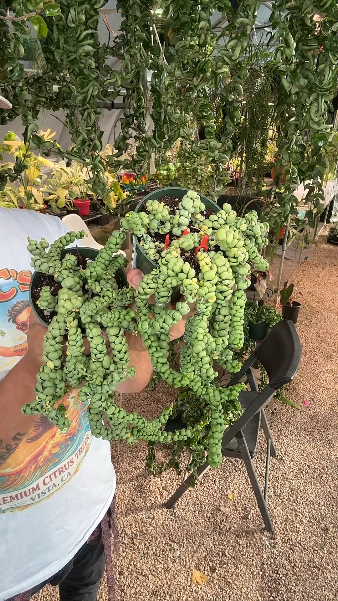 4 inch Dischidia Nummularia Dragon Ships 4/20 thumbnail