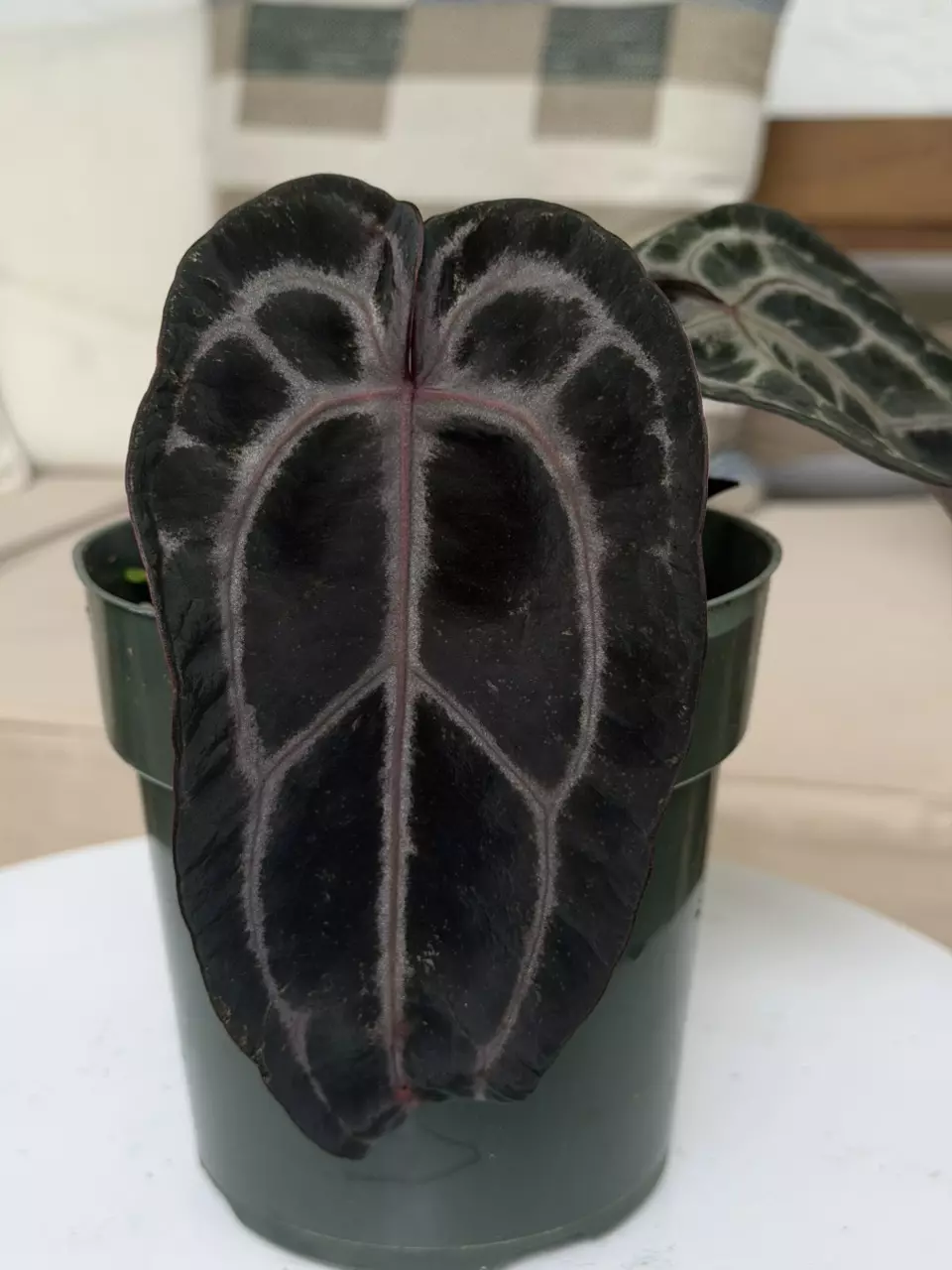 3- Minerva 20’ x Minerva 20’ thumbnail