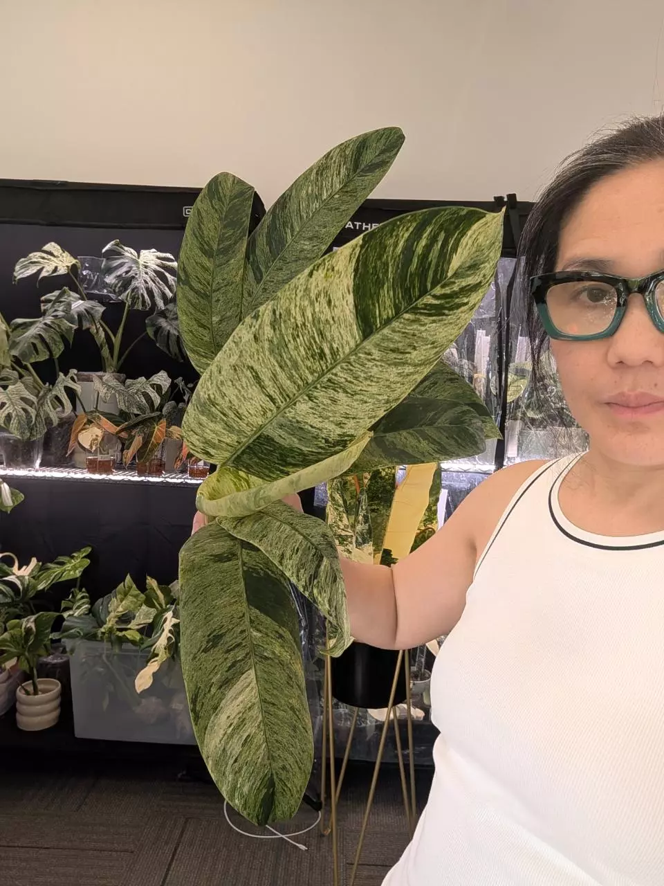 epi gigenteum marble sellers choice thumbnail