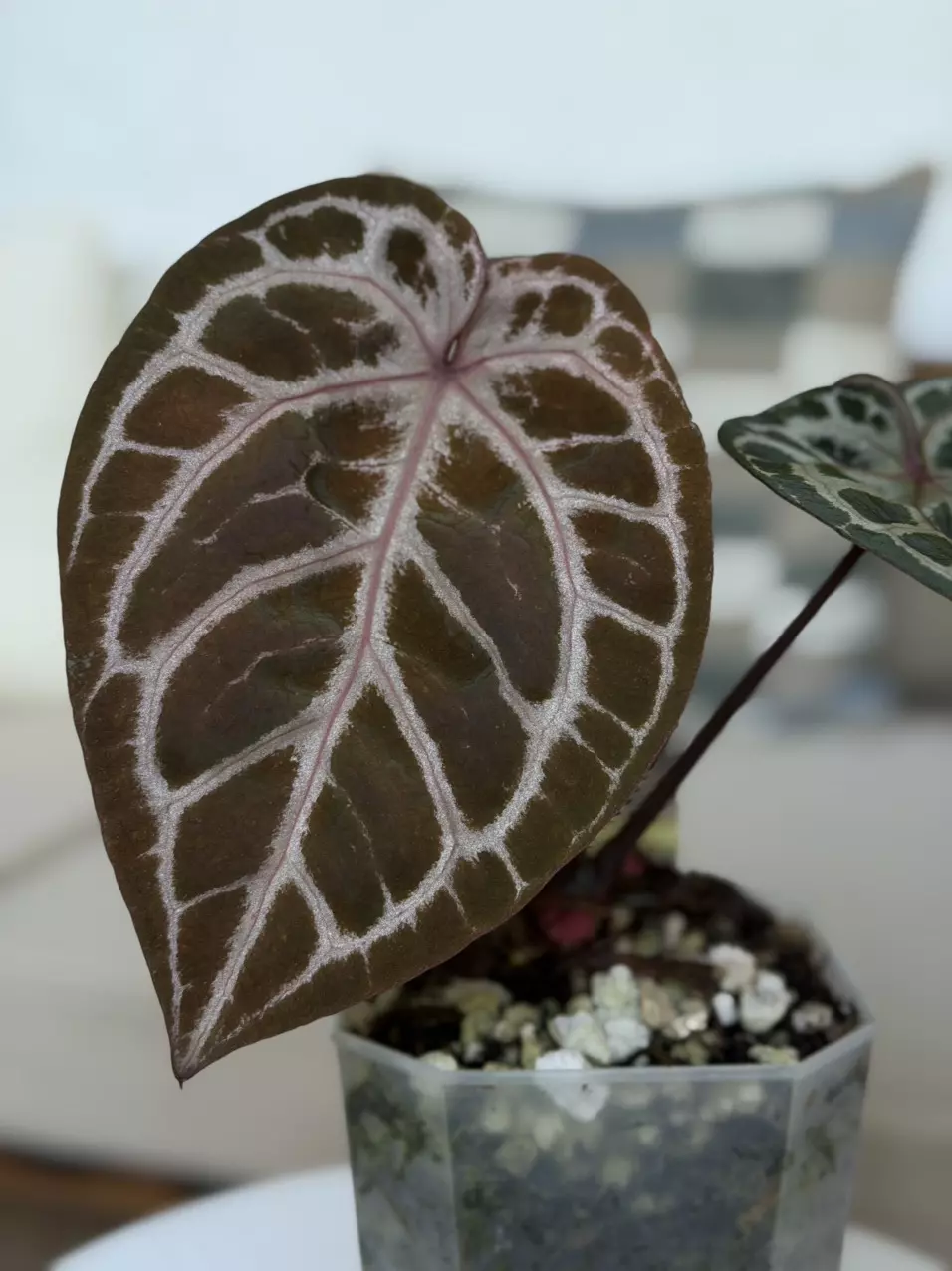 20-Zara 14’ x Home Sweet Home 32’ thumbnail