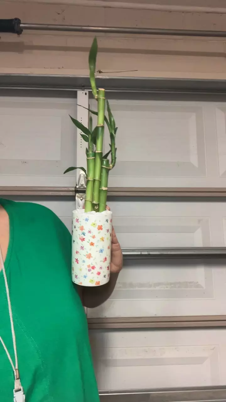 5 bamboo in white ceramic flower pot thumbnail