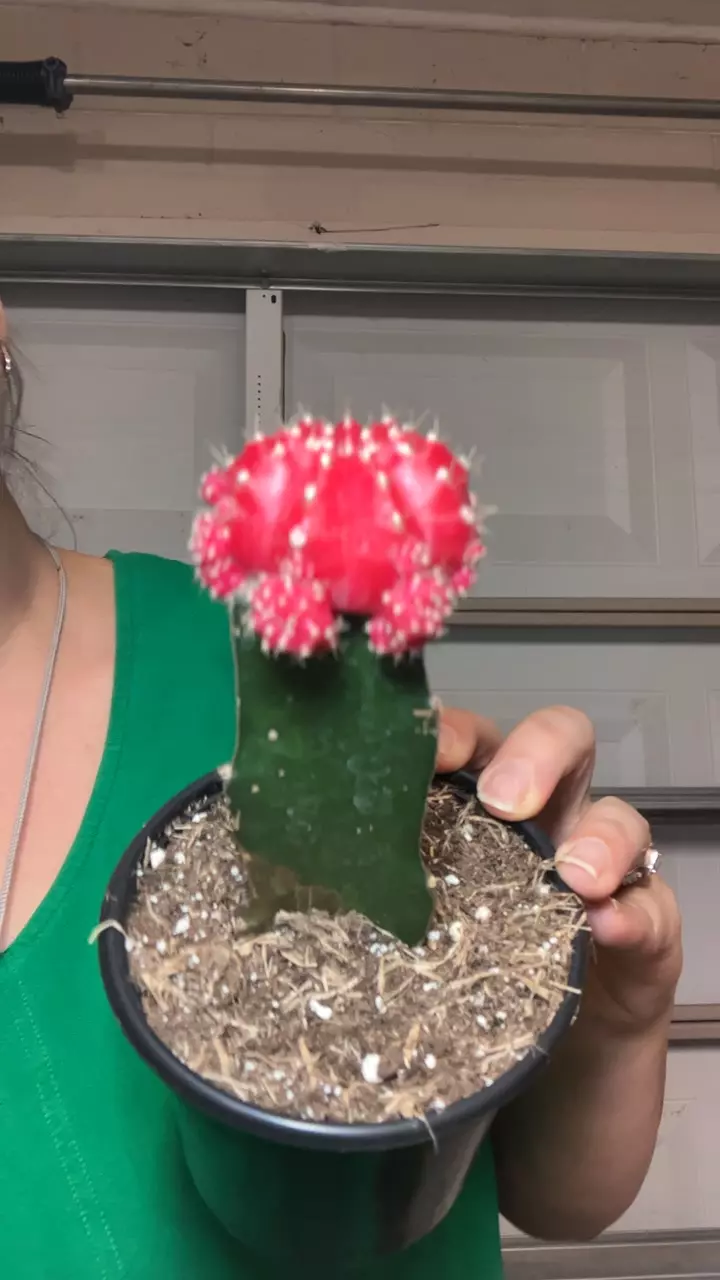 Pink Grafted cactus thumbnail
