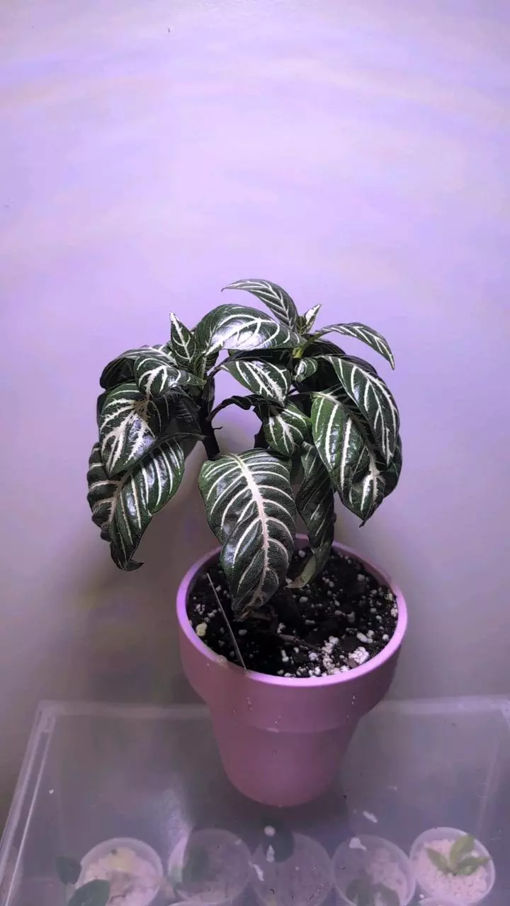 zebra plant in deco pot thumbnail