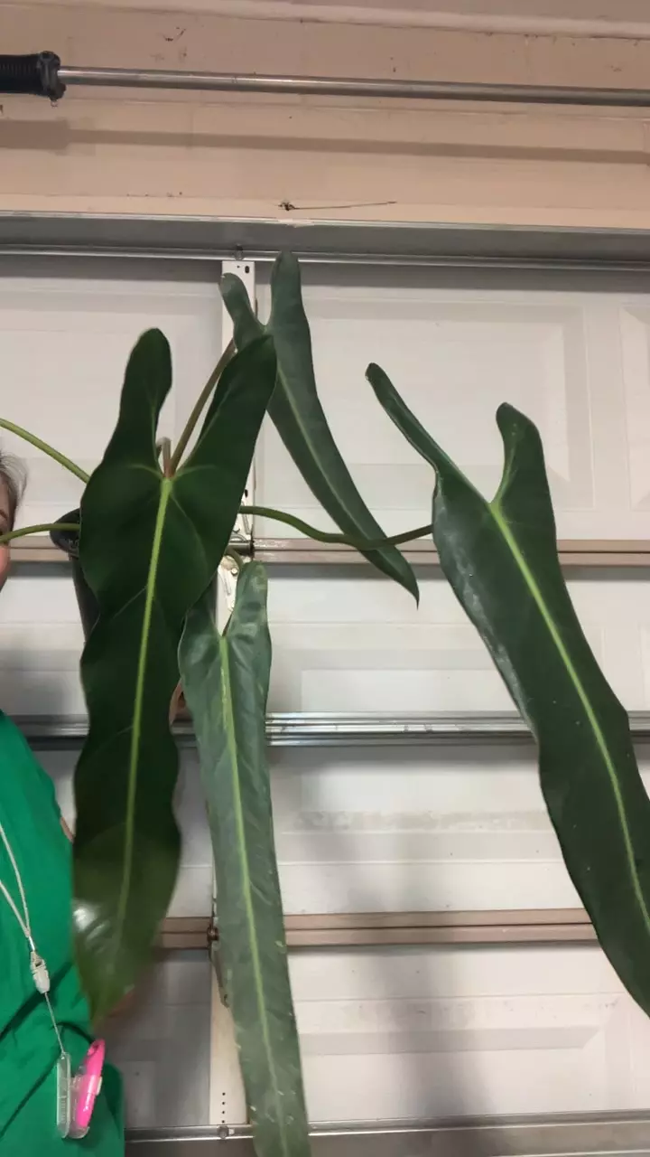 Philo Spiritus Sancti thumbnail