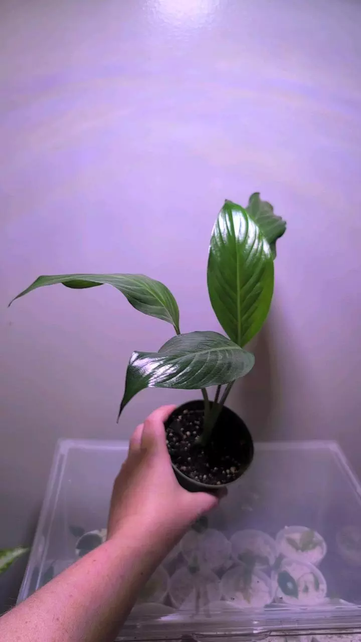 peace lily thumbnail