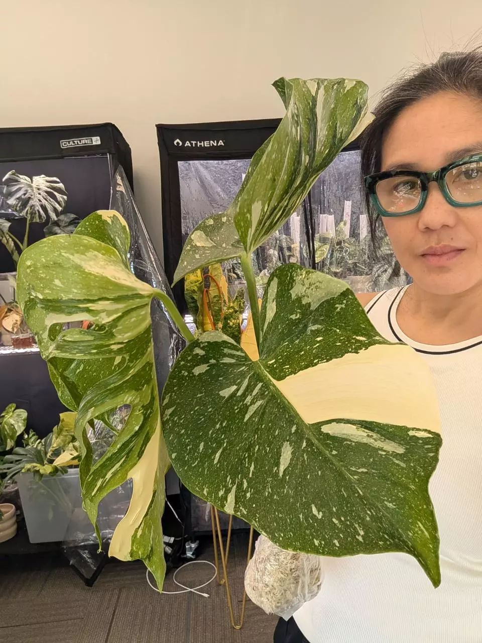 monstera medusa thumbnail