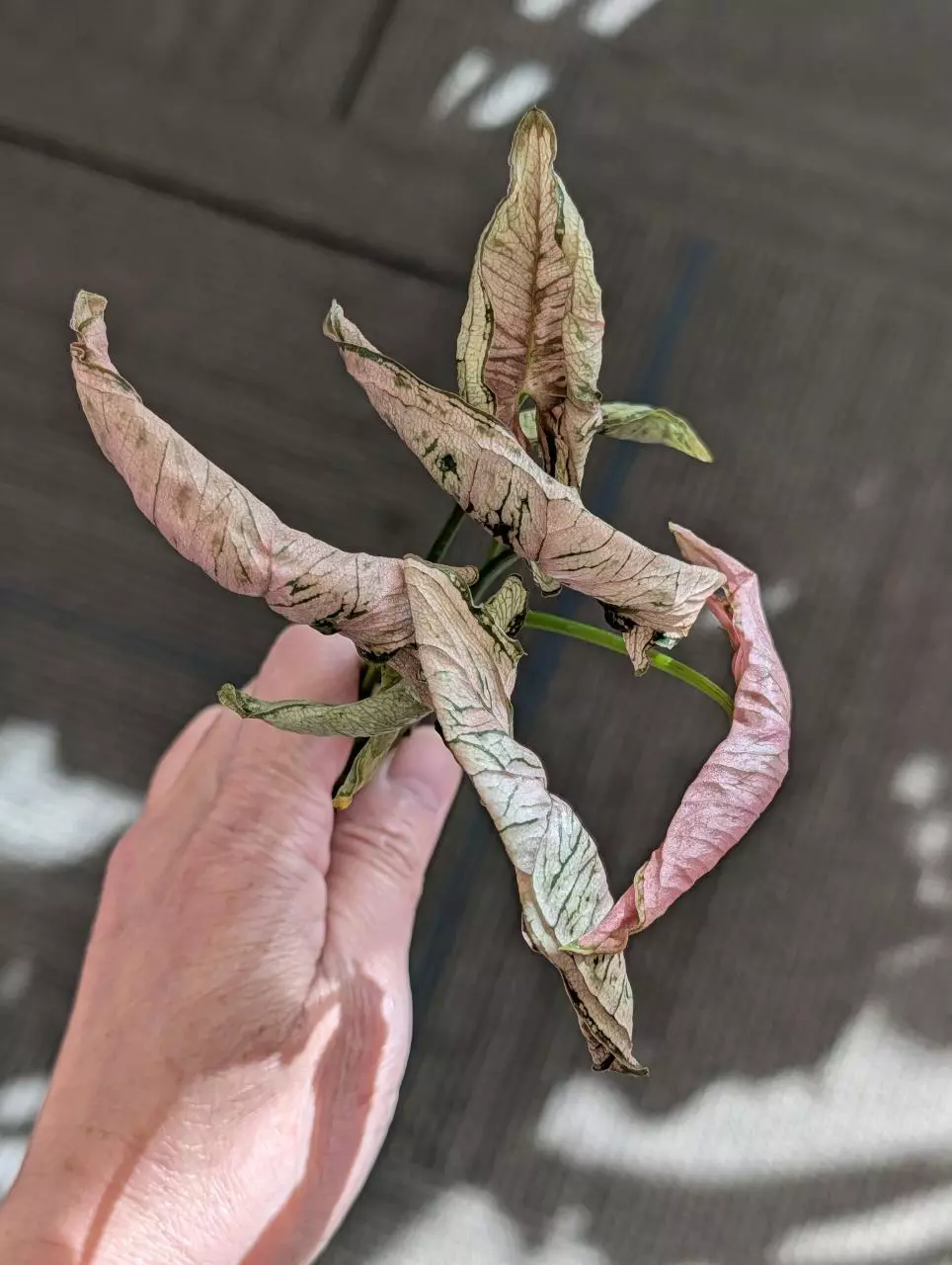 syngonium pink rolli, seller's choice thumbnail