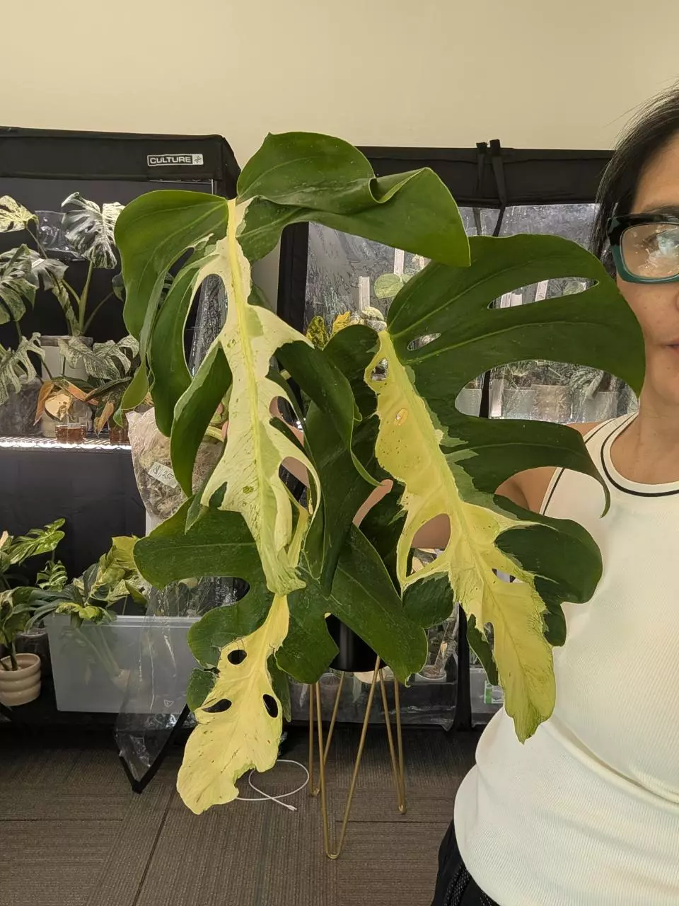 monstera white lava matured thumbnail