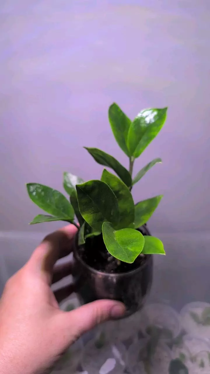 ZZ plant thumbnail