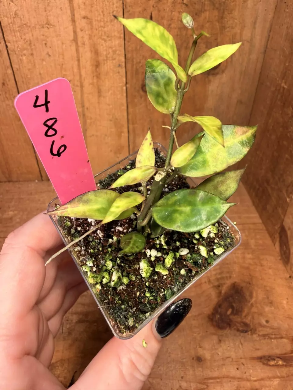 486 Hoya lacunosa ‘Peridot’ thumbnail