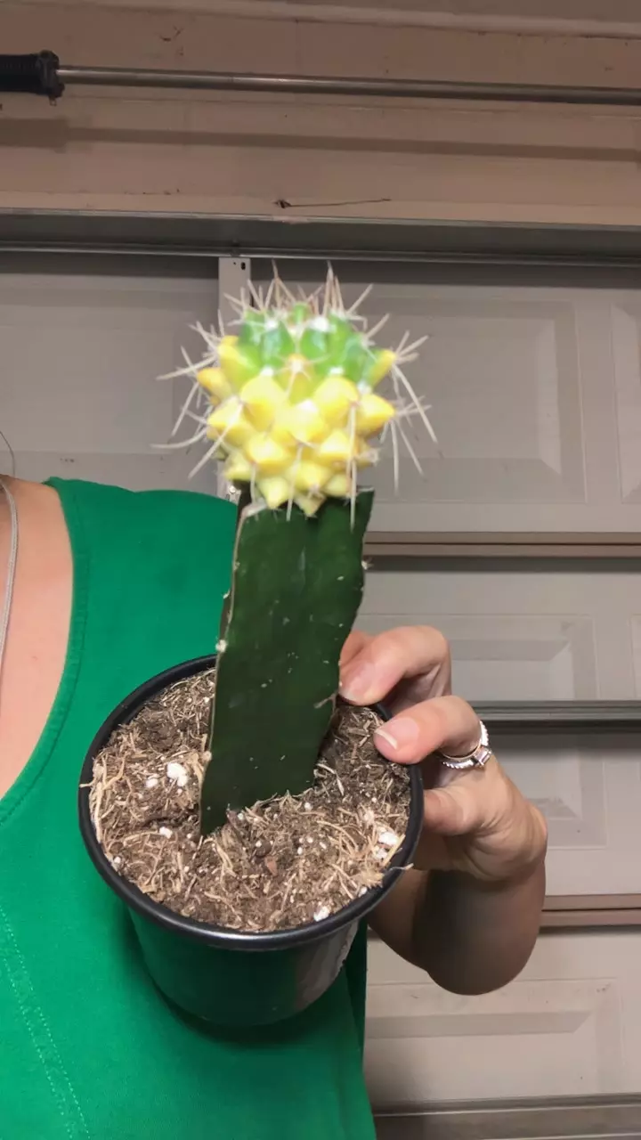 Yellow/green grafted cactus thumbnail