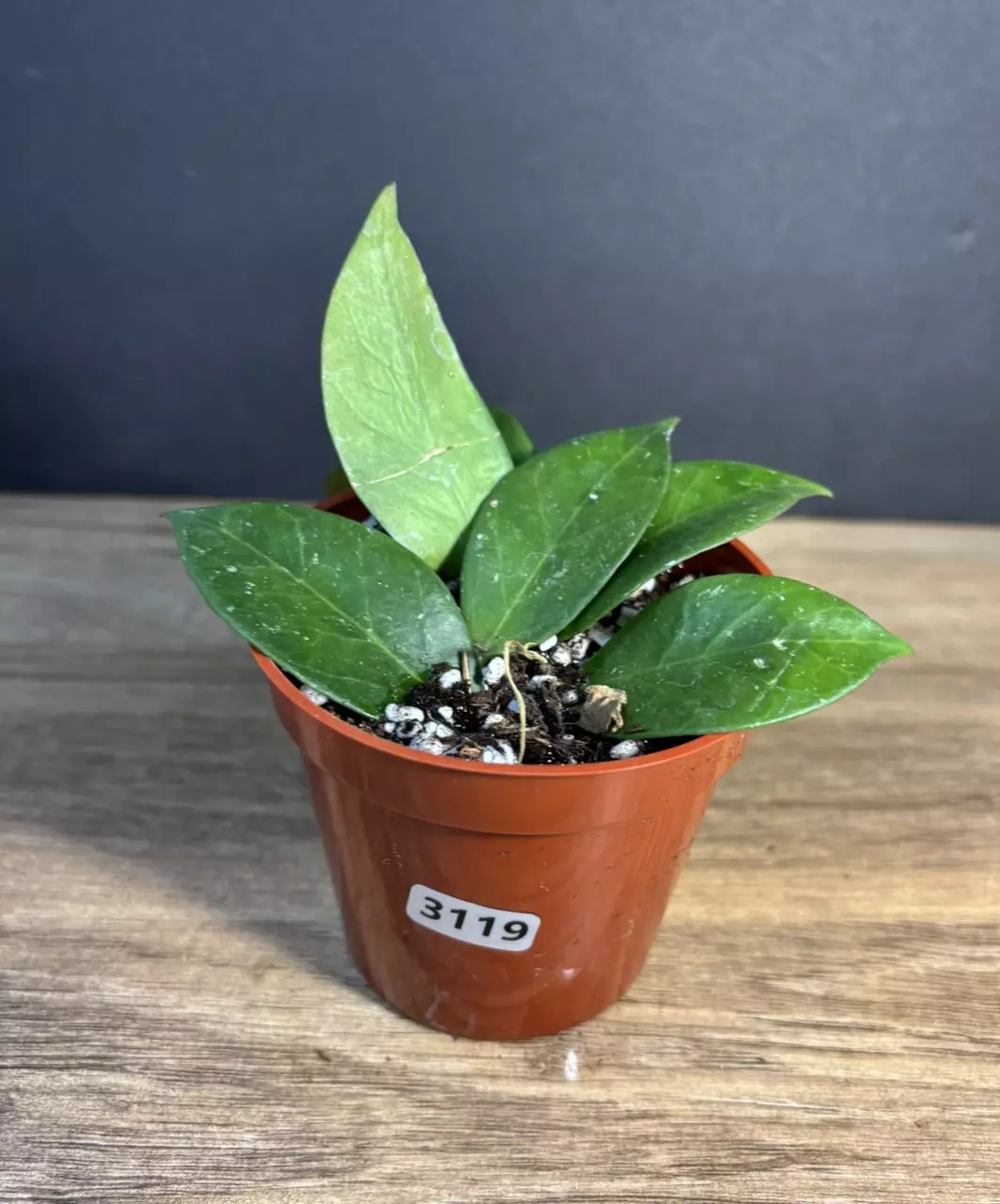 Hoya Sunrise 3” 3119 thumbnail