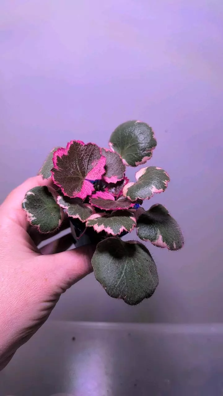 Tricolor strawberry begonia thumbnail