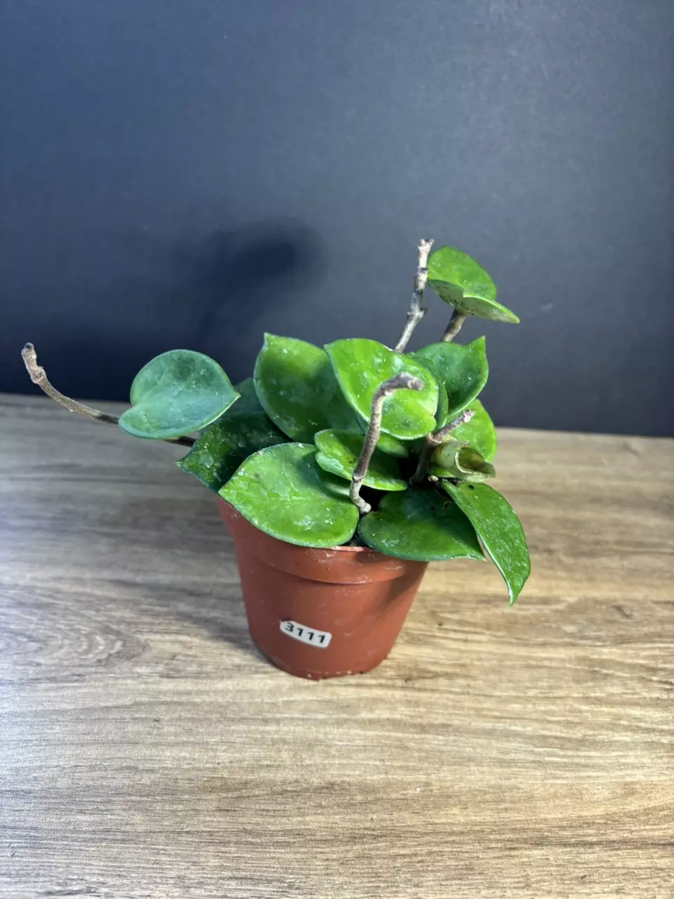 Hoya Carnosa Amore 4” 3111 thumbnail