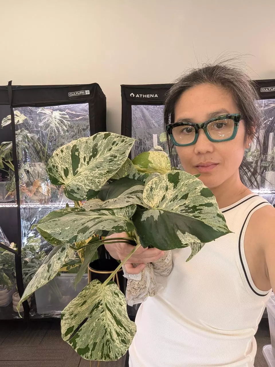 monstera vietciosa sellers choice thumbnail
