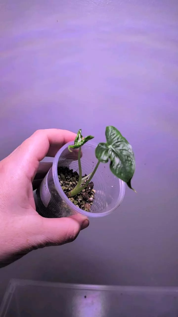 alocasia Teletubbies from TC thumbnail