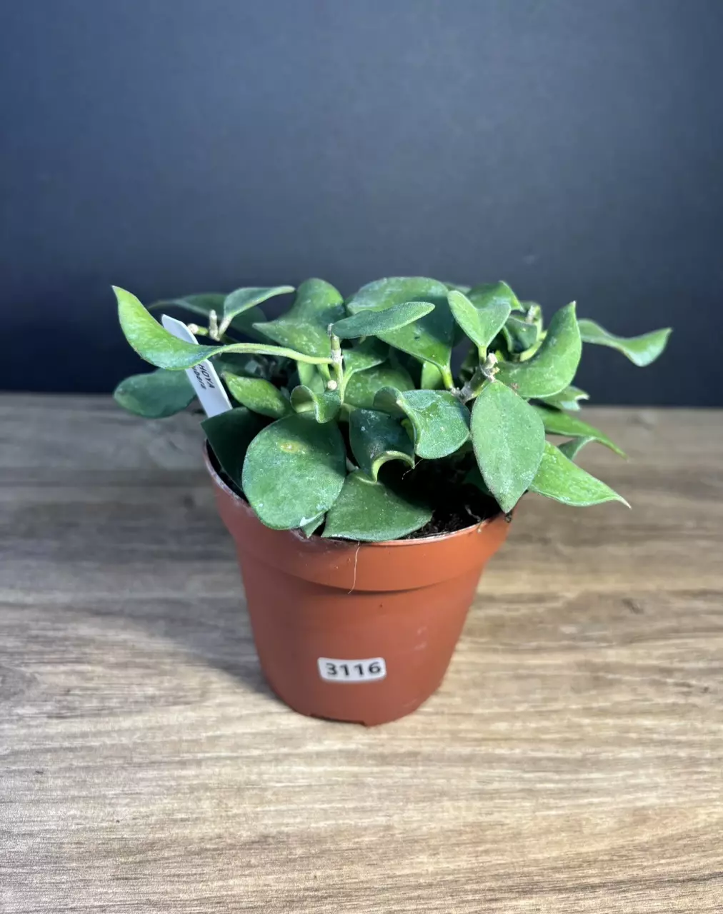 Hoya Pubera 4” 3116 thumbnail