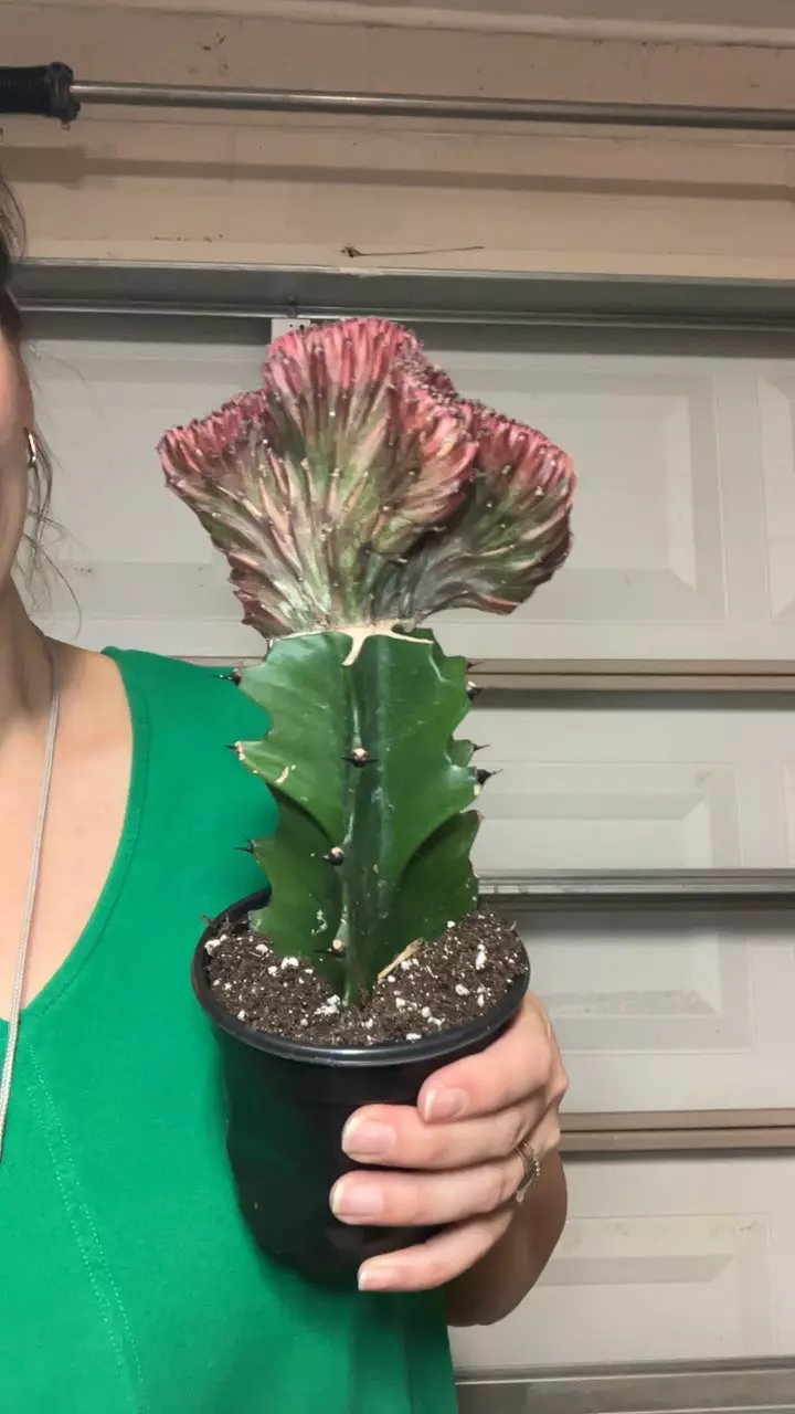 BURGANDY Mermaid Tail thumbnail