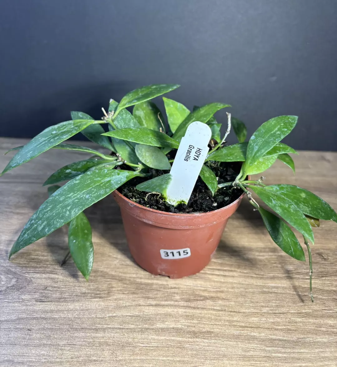 Hoya Gracilis 4” 3115 thumbnail