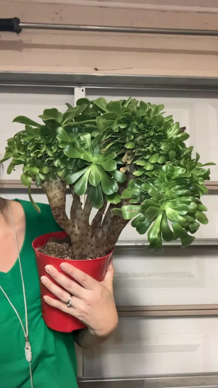 Rare Aeonium thumbnail