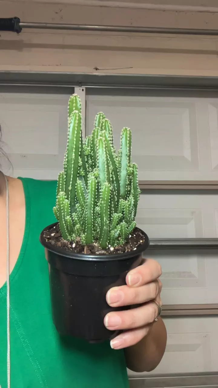 Fairytale cactus thumbnail