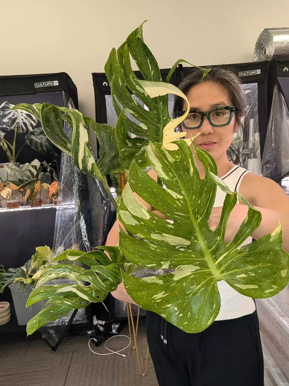 monstera Medusa Matured form thumbnail