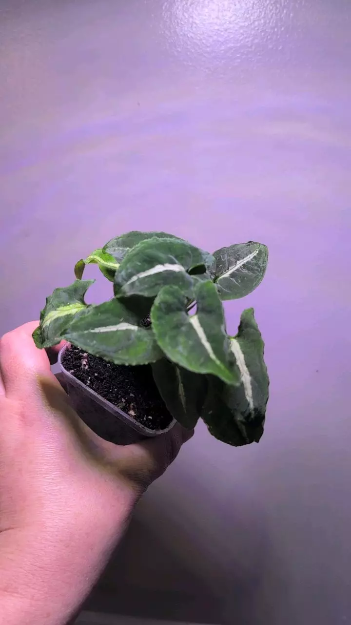 syngonium wendlandii thumbnail
