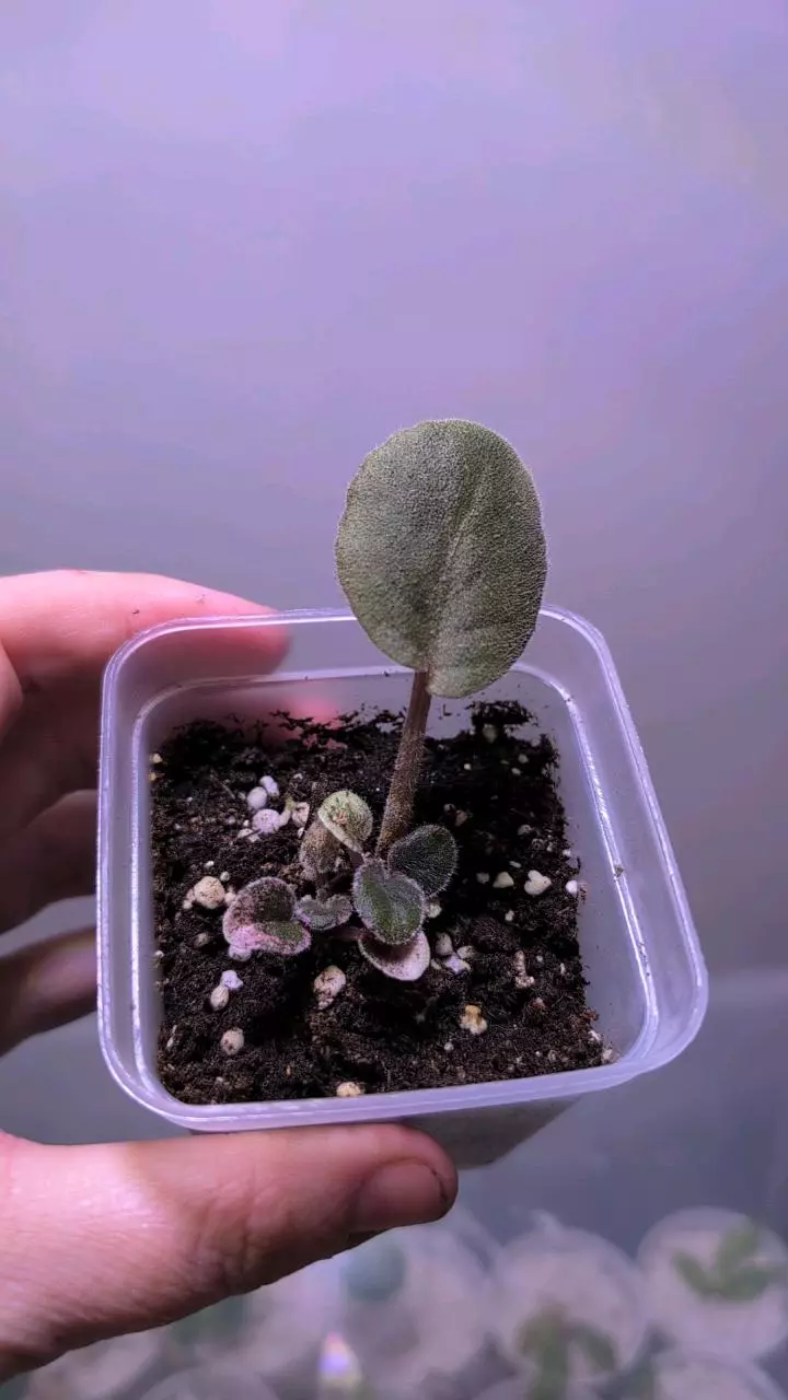 African Violet Cajun's blueberry hill thumbnail