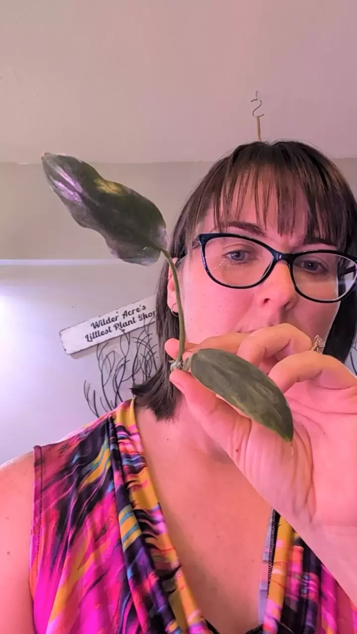 paraiso verde thumbnail