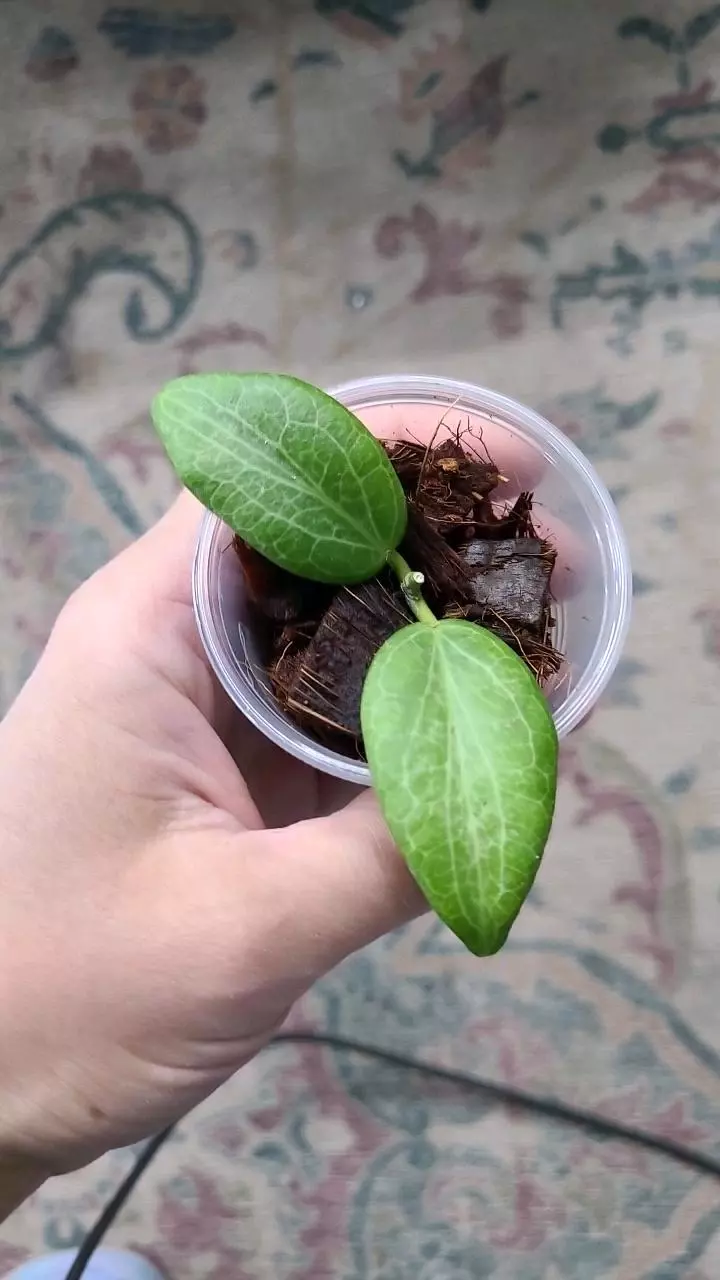 Hoya Fitchii FRESH CUT Grower's Choice thumbnail