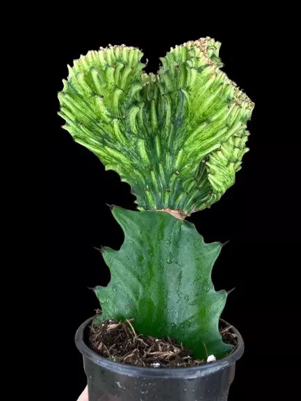 Green Mermaid Tail thumbnail