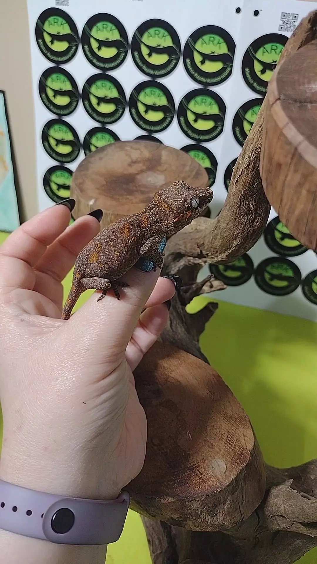 Pearl & Tony 10/26/25a M 9.7g thumbnail