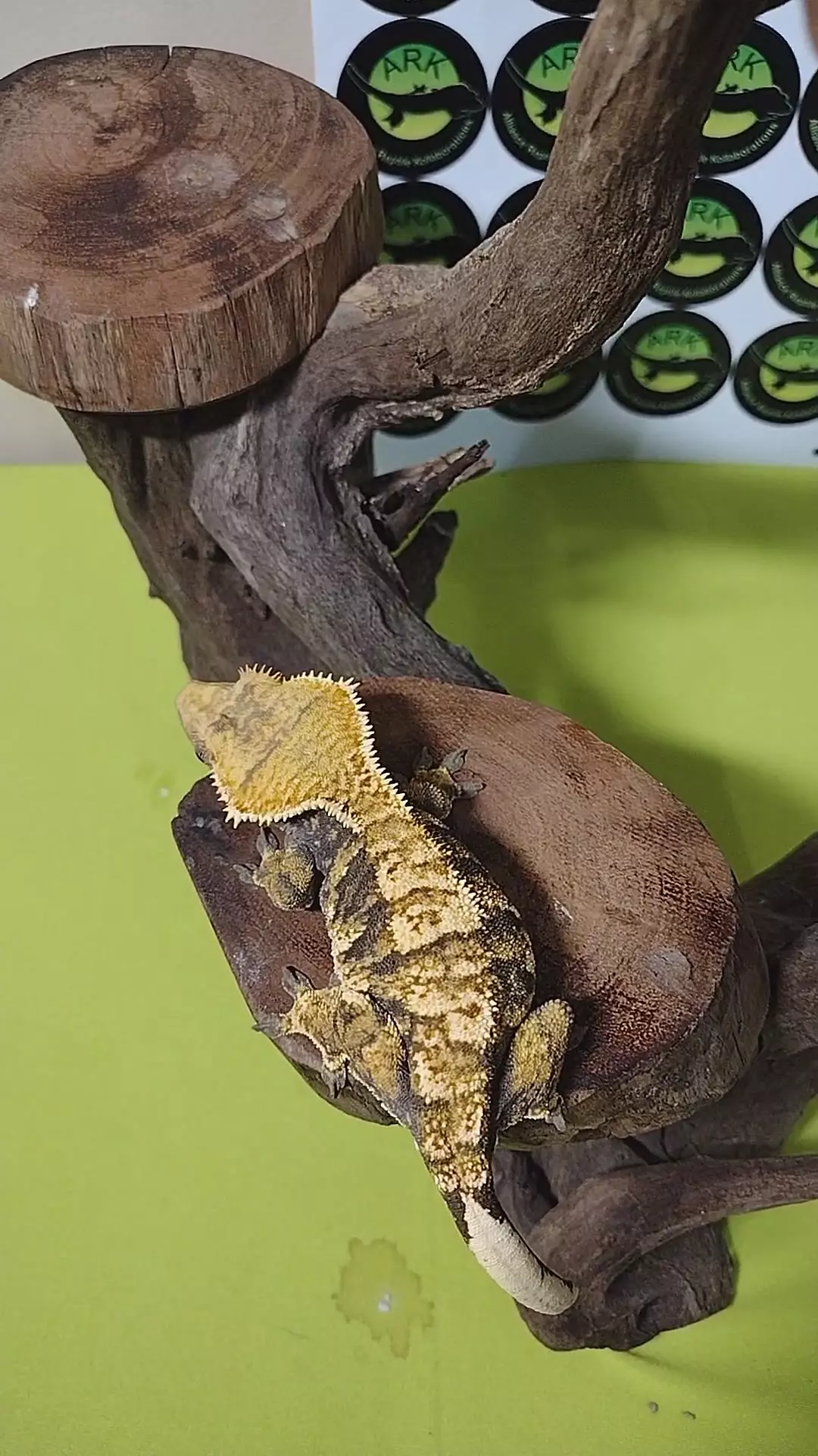 C03 triple x harlequin F 46.2g thumbnail