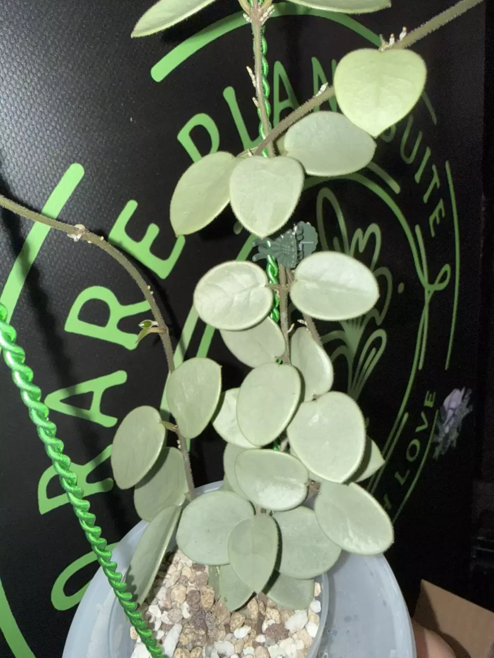 Hoya Grey Fairy 🧚‍♀️ ✂️ UNROOTED CUTTING •ONE NODE• thumbnail