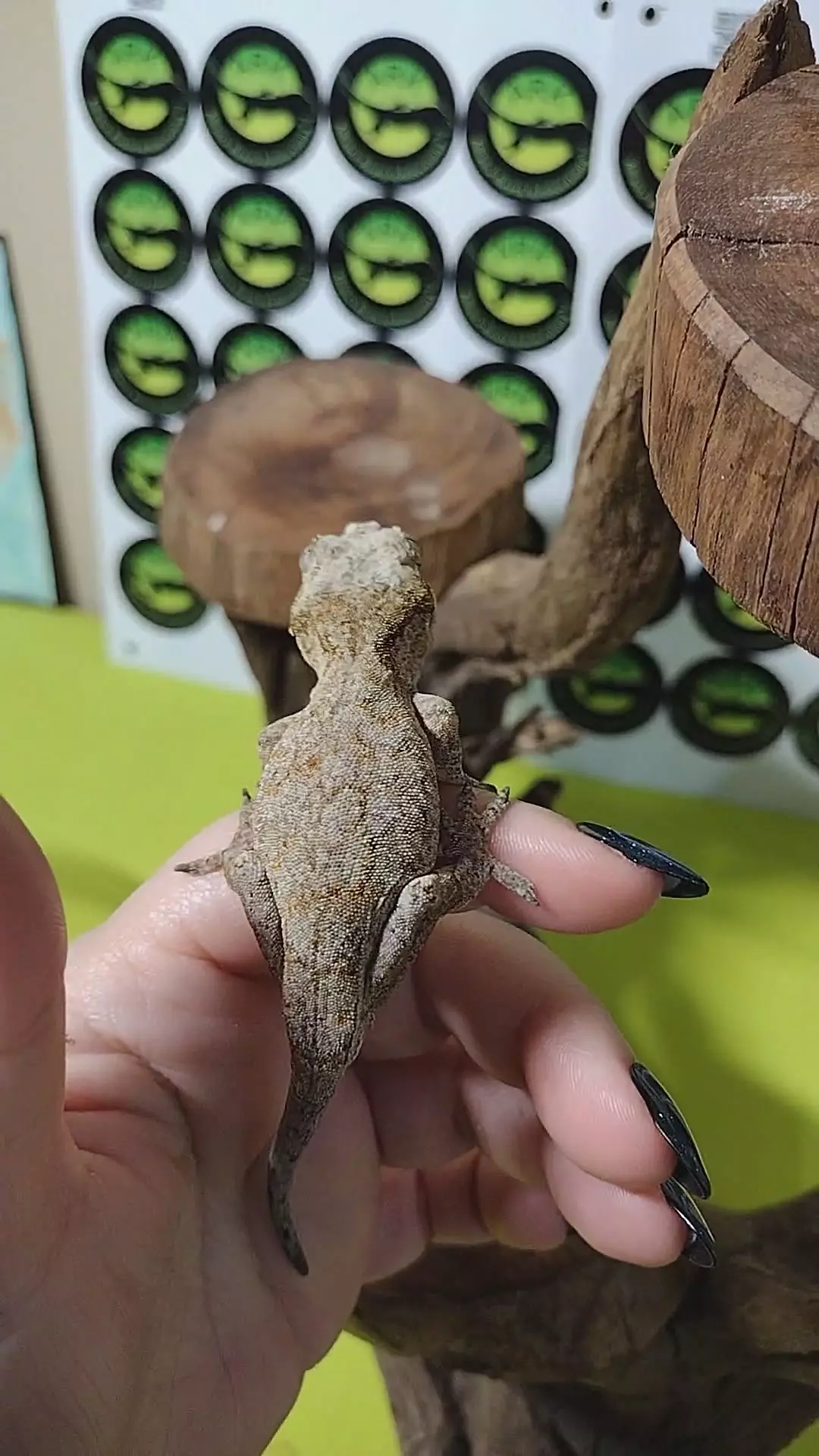 C12 reticulated orange blotch M 13.4g thumbnail