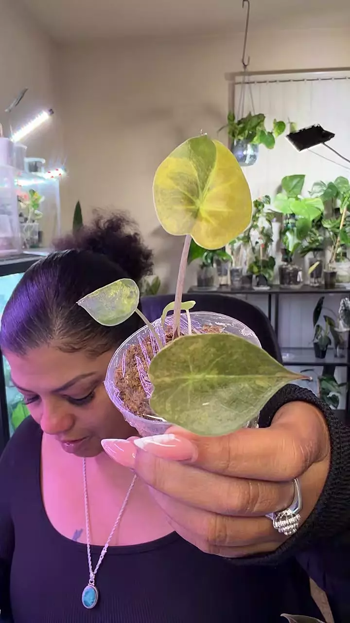 Alocasia Wentii Aurea thumbnail