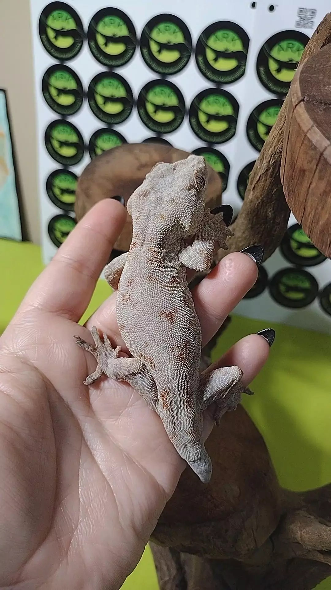 C19 pink base poss phantom eye orange blotch M 34.4g thumbnail