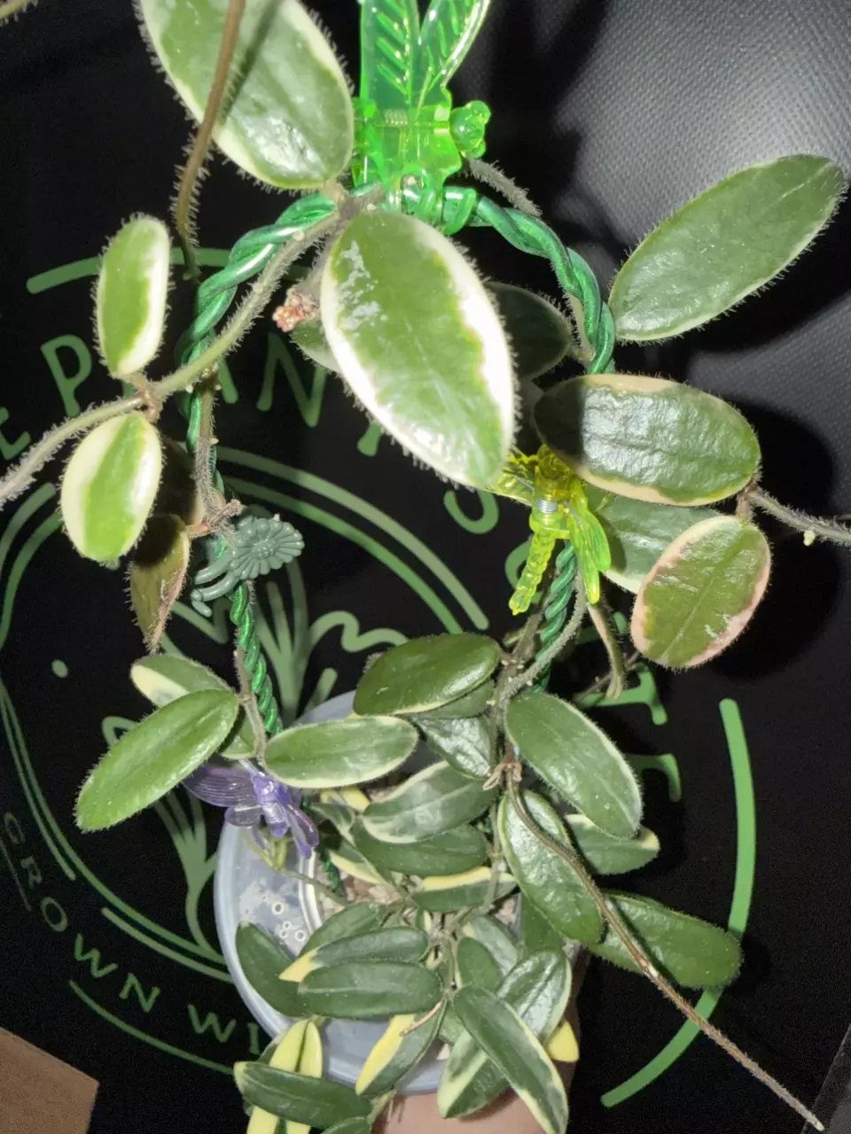 Hoya Lyi prism ✂️ CUTTING (unrooted, ONE node) thumbnail