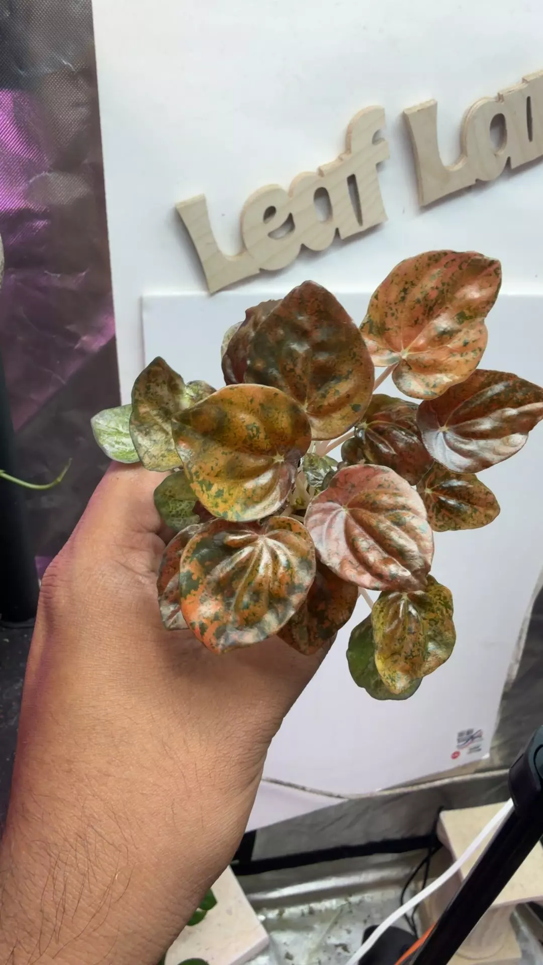 Peperomia orange carnival var thumbnail