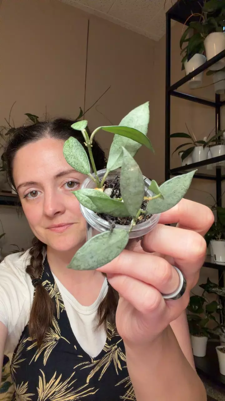 Lacunosa mint coin thumbnail