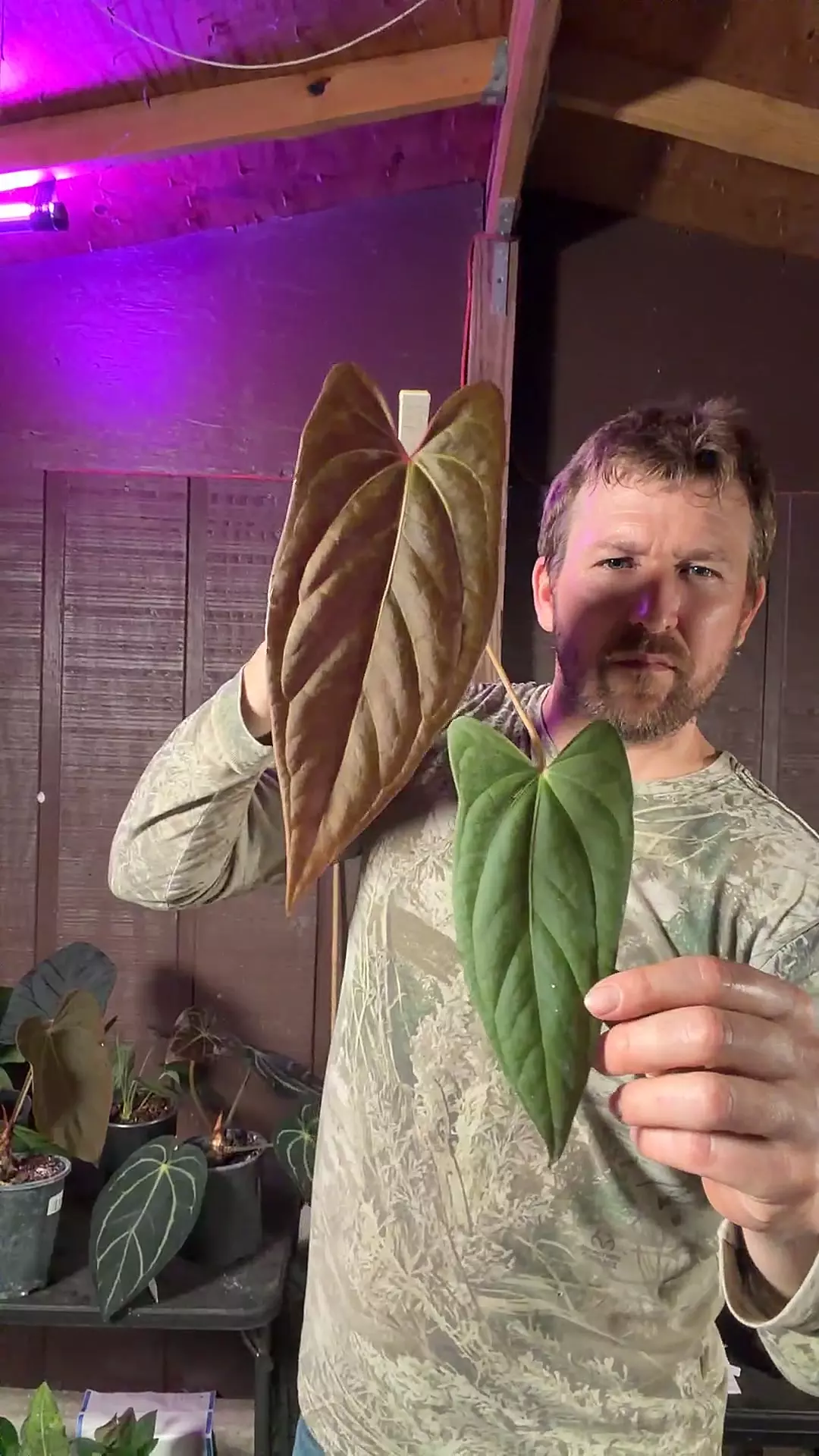 [1944] Species Bess Aff x Species Black Panama thumbnail