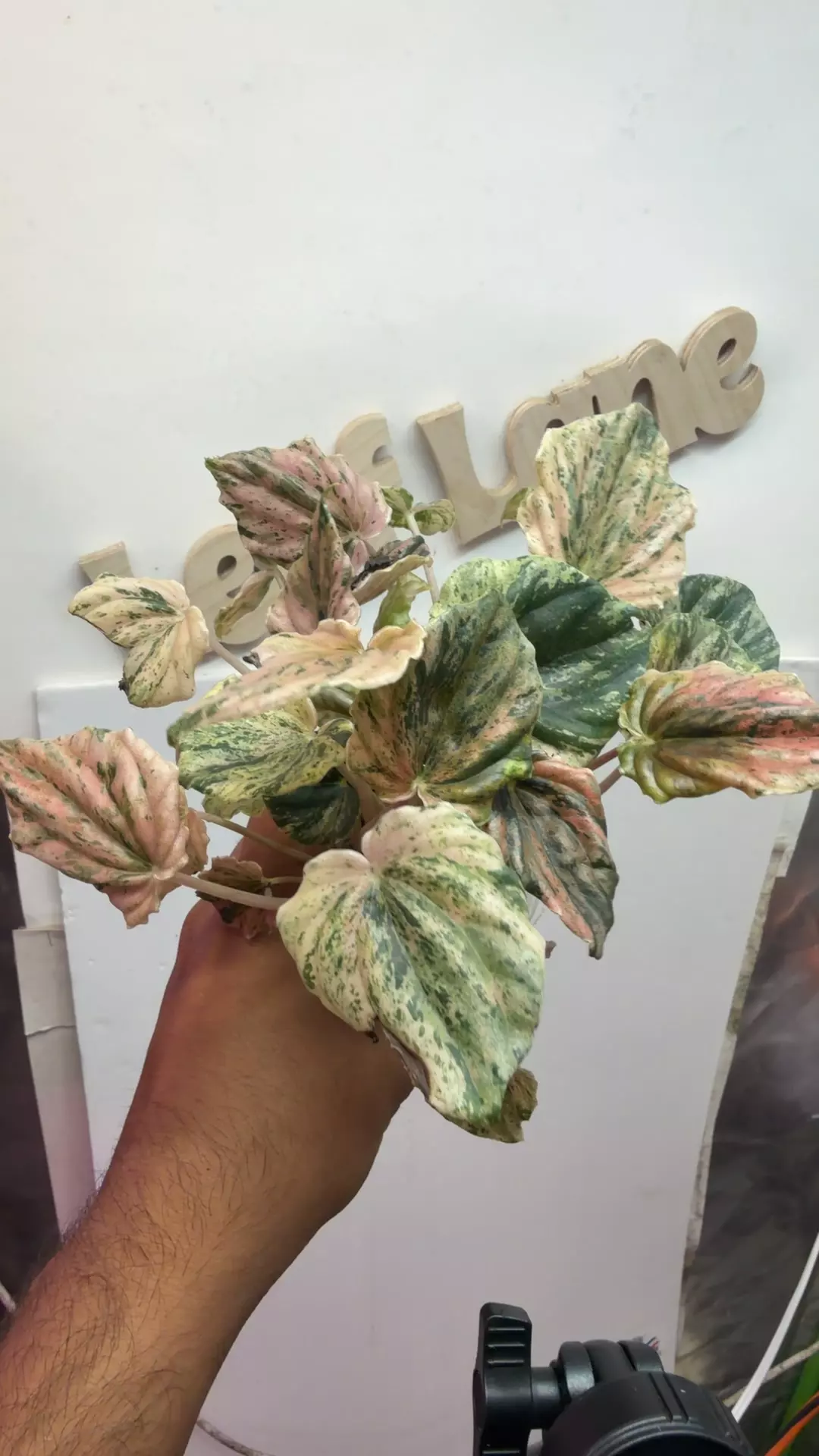 Peperomia rare rainbow 🌈 var  huge mama multiple plants thumbnail
