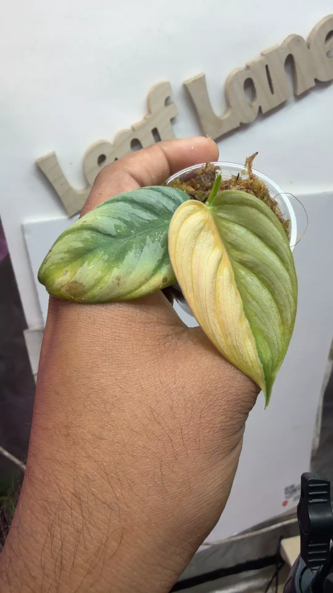 philodendron Brandtianum var thumbnail
