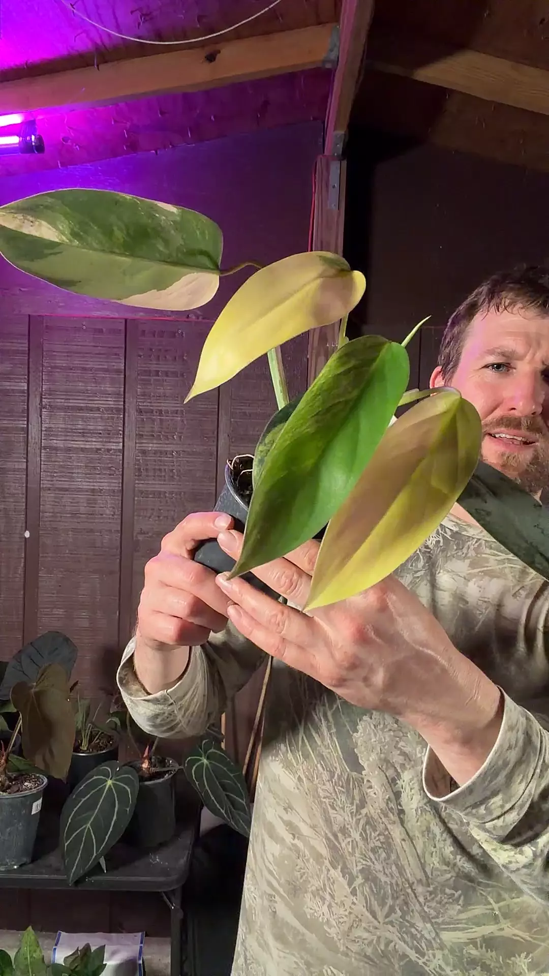 [1949]Emerald Queen variegated philodendron from Ree Gardens thumbnail