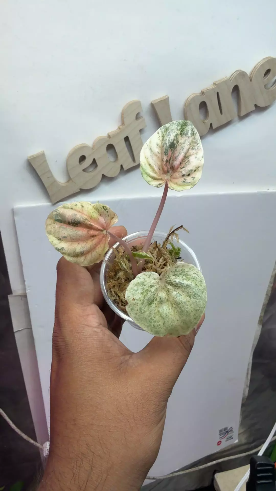 Peperomia rare pink lady thumbnail