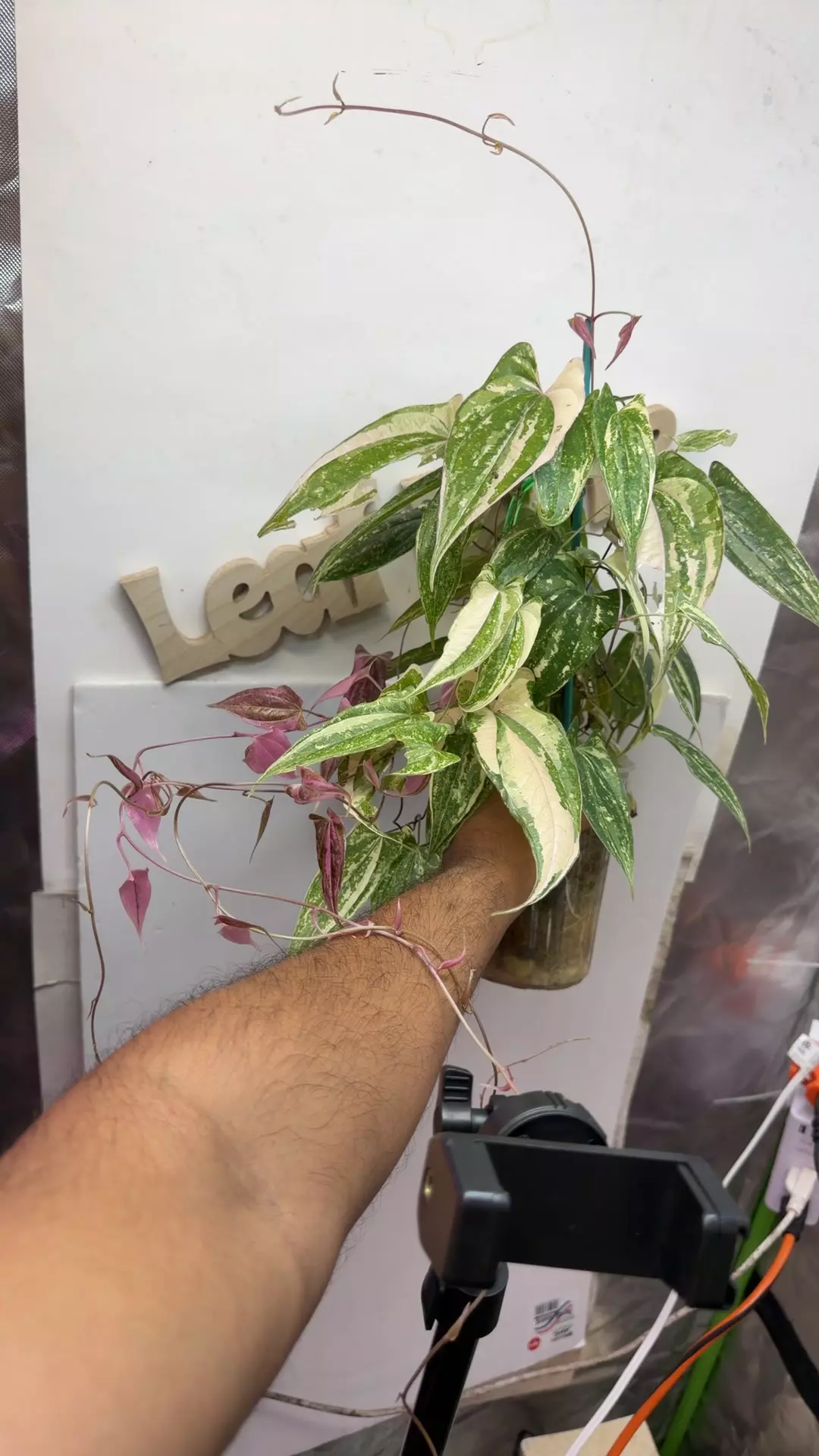 huge Discorea Transversa pink var mama thumbnail